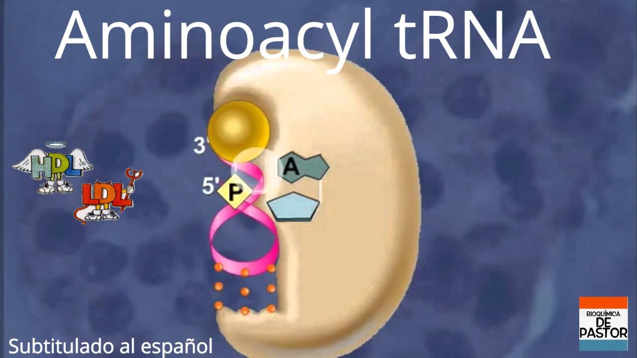 Formation of Aminoacyl tRNA / Sub. Español