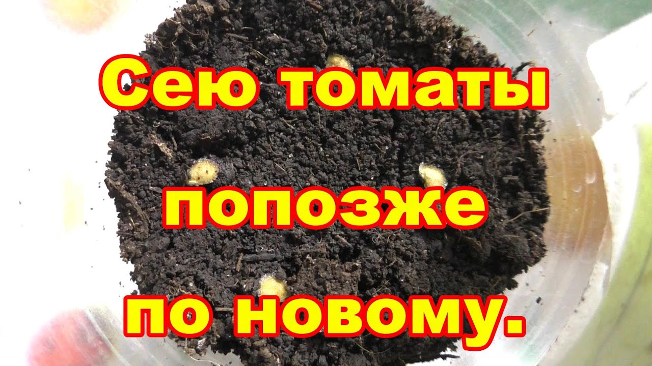 Для супер раннего урожая посею томаты попозже усовершенствовав новый метод