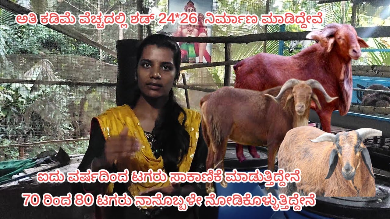 #ಟಗರು#Kenguri#5 ವರ್ಷದ ಸಾಕಾಣಿಕೆಯಲ್ಲಿ ಯಾವುದೇ ರೀತಿ ನಷ್ಟ ಆಗಿಲ್ಲ