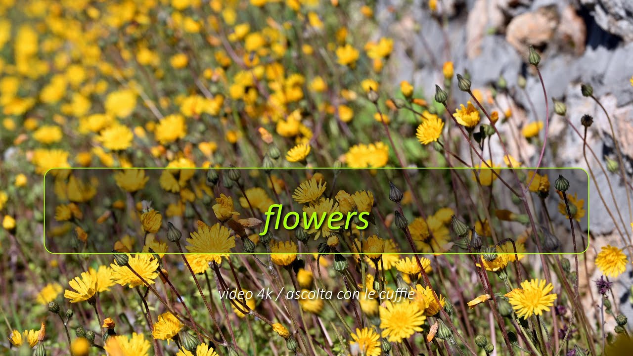 Flowers  - fiori e fioriture di primavera nei Colli Berici, Vicenza