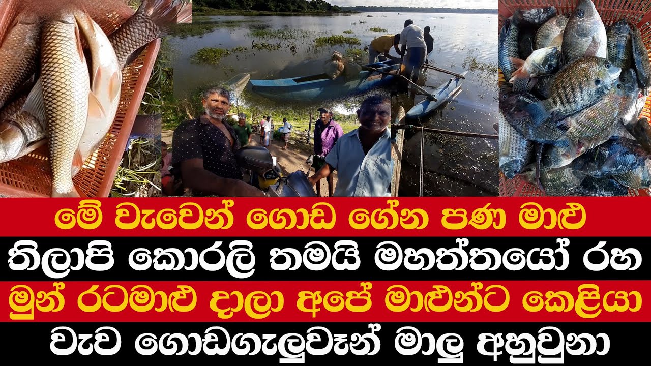 මේ වැවෙන් ගොඩ ගේන පණ මාළු | තිලාපි කොරලි තමයි මහත්තයෝ රහ | මුන් රටමාළු දාලා අපේ මාළුන්ට කෙළියා