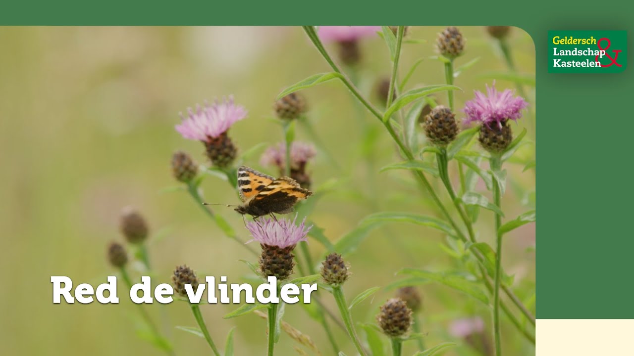 Méér leefgebied voor vlinders in Gelderland