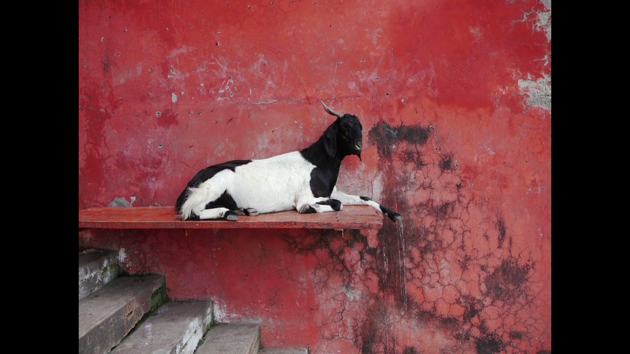 Capricorn Sun, Aries Moon Individual: Fiesty Goat With Emotional Whims!