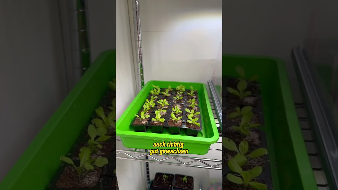 Indoorfarming f&uuml;r Gem&uuml;seaussaat und Gem&uuml;seanzucht funktioniert perfekt 👌 👍🌱