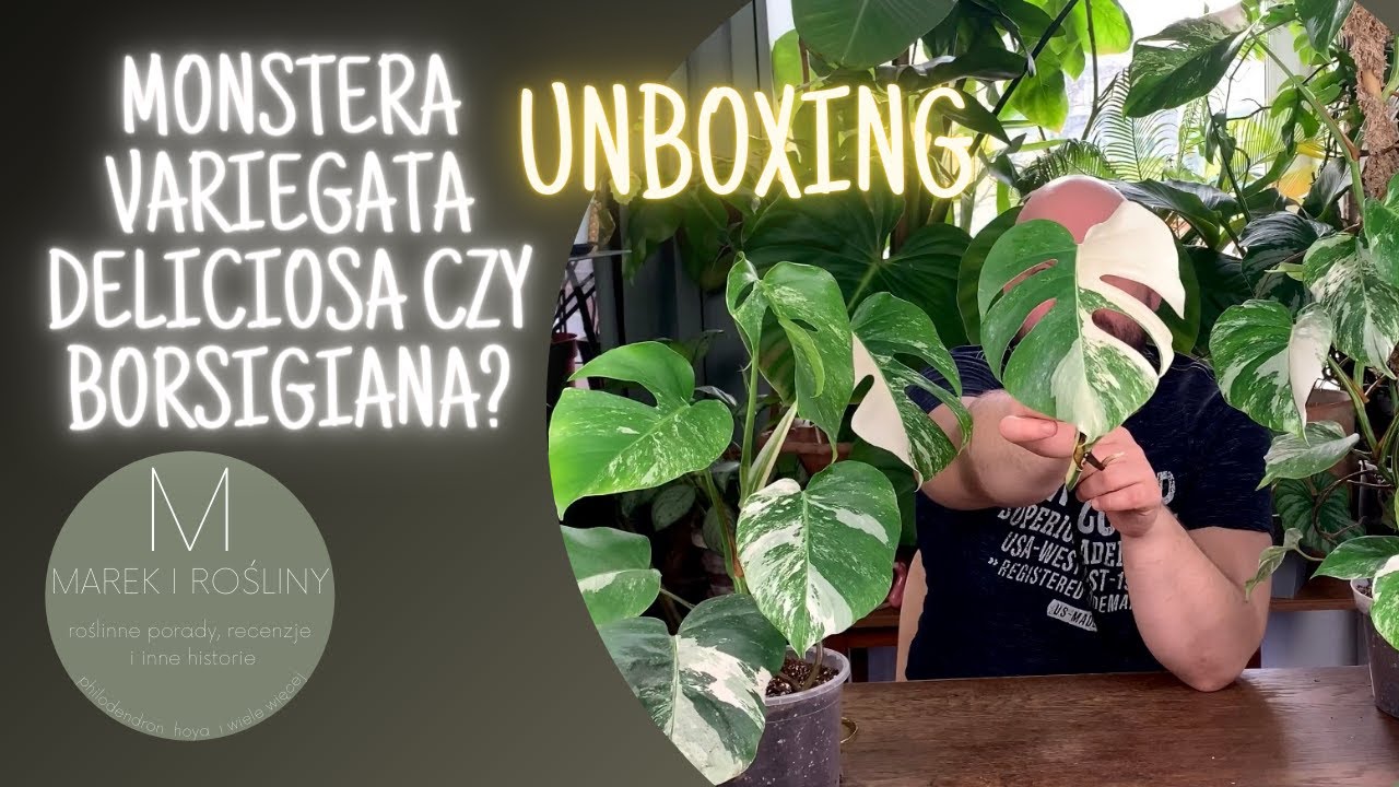 Monstera variegata - deliciosa czy borsigiana? Różnice pomiędzy nimi i unboxing.