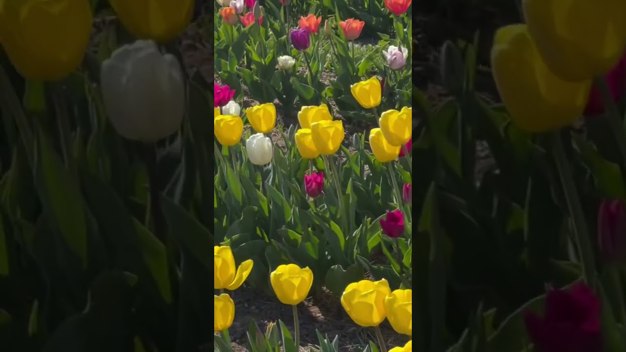 Tulip firm 