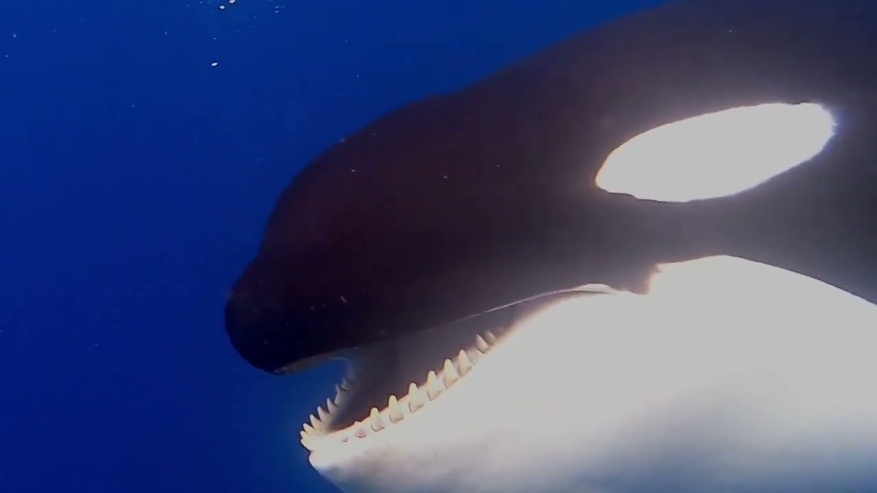 Bremer Bay Orca vocalising beneath the surface