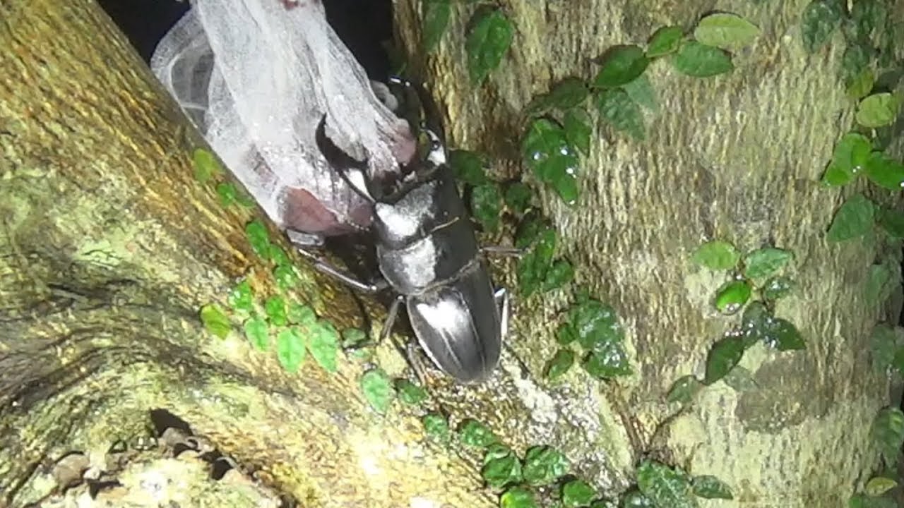 【カブトムシトラップ】赤ワイン漬けバナナを仕掛けた結果...巨大昆虫が！