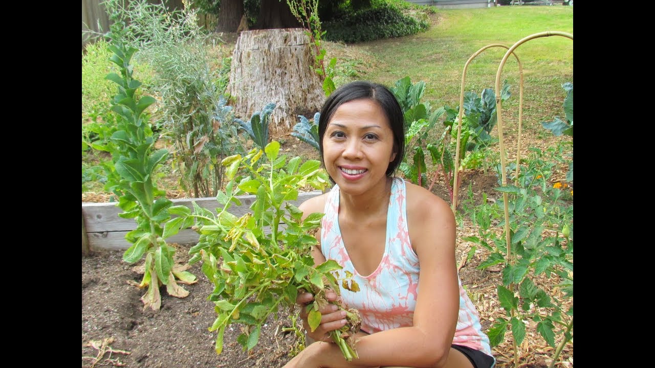When to Harvest Potatoes and What To Do Before Harvesting