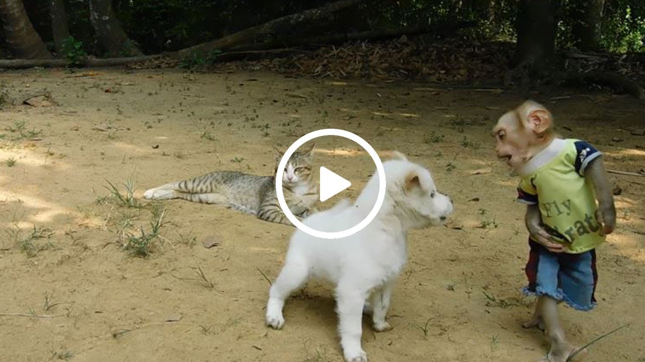 Cleaver Tiny Monkey Aboy Stand Reply F-i-ght Back Stranger Puppy