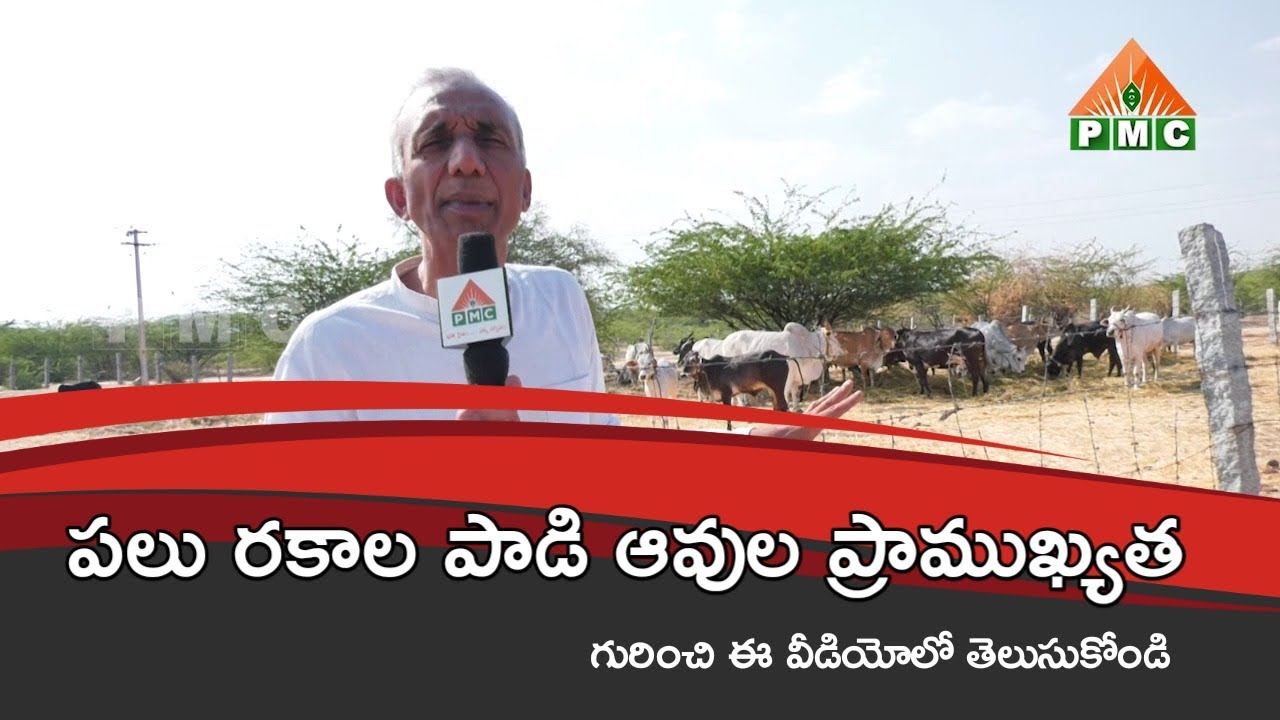 పలు రకాల పాడి ఆవుల ప్రాముఖ్యత ॥ Different types of Cows in  Prakruthivanam  ||