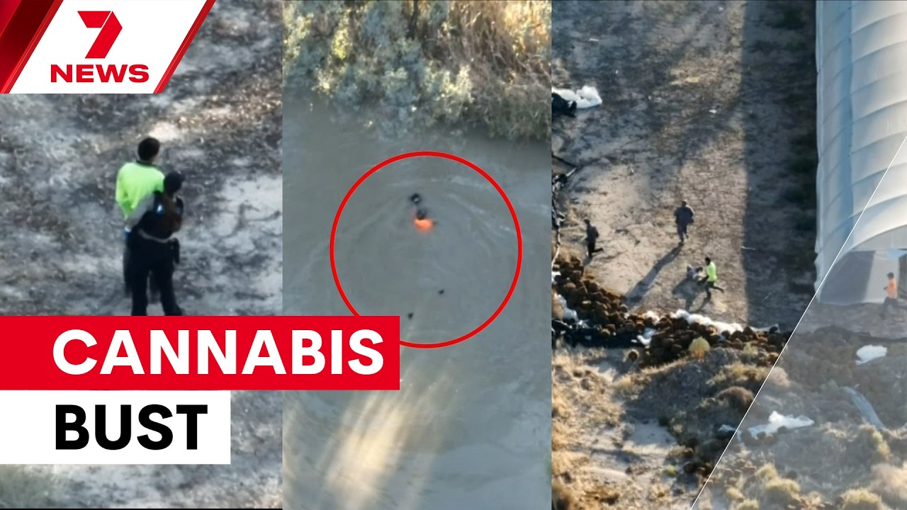Drone tracks suspects fleeing massive cannabis grow house operation | 7NEWS