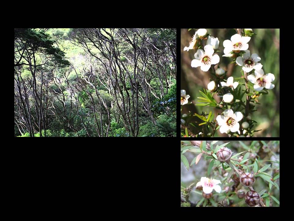 some New Zealand natives
