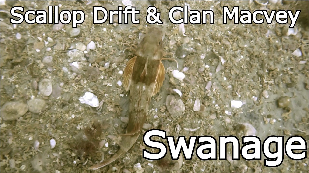 Scuba diving in Swanage: Scallop drift and Clan Macvey
