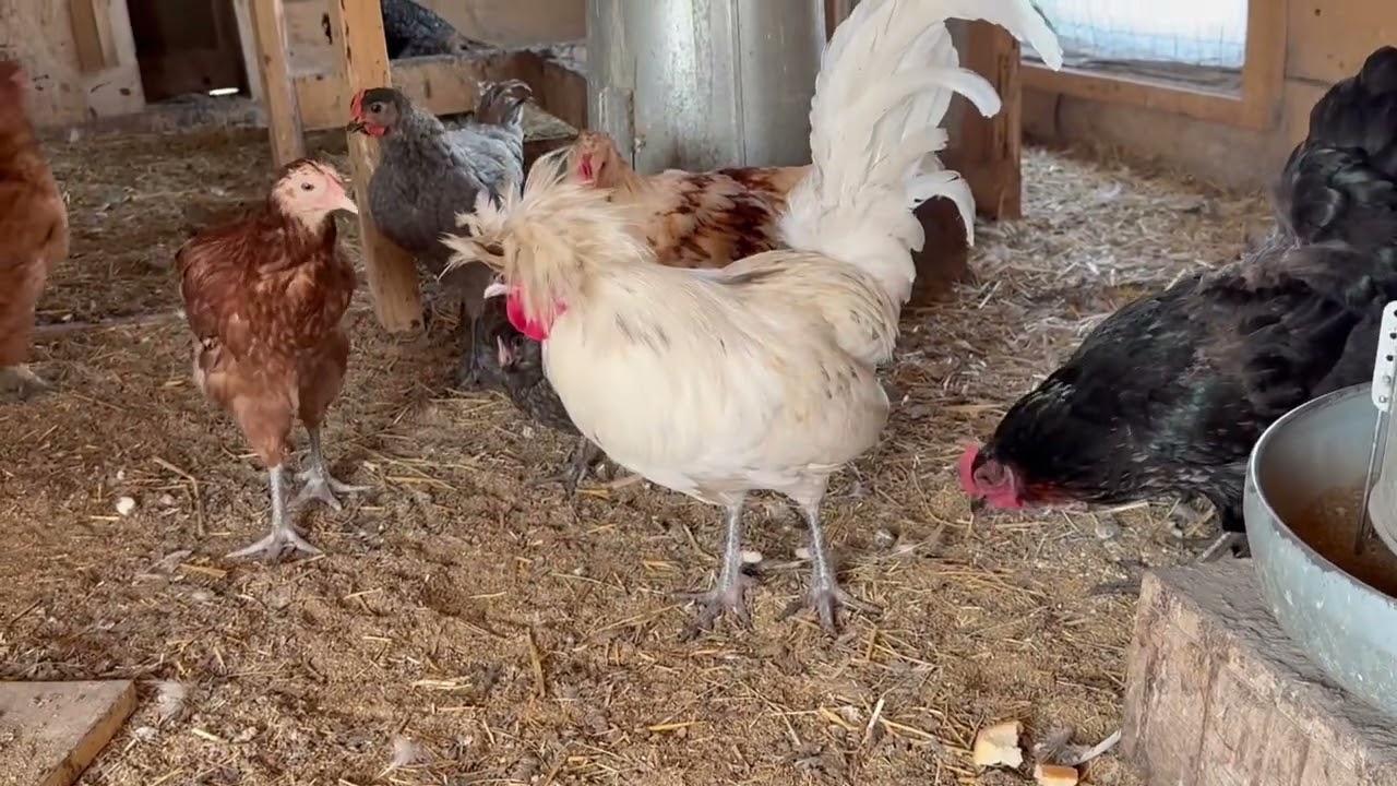 My favourite rooster