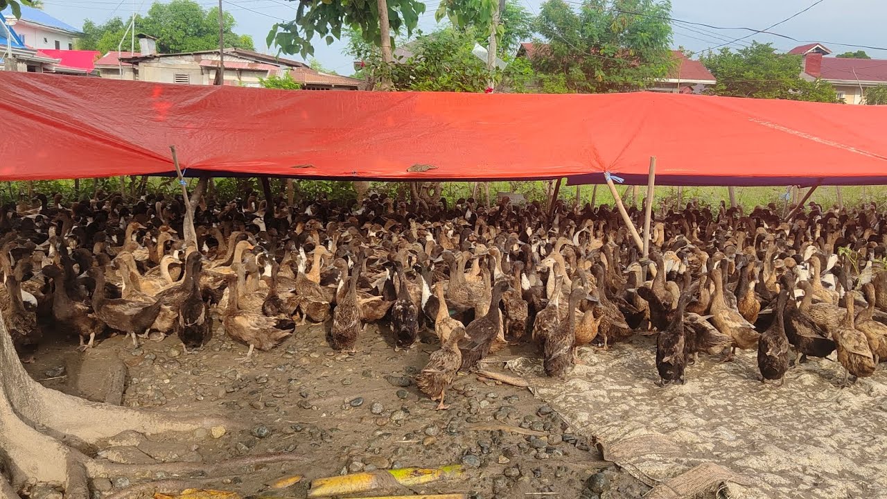ilang kilo Ng Pa tuka na uubos Ng 1200 heads Per week.
