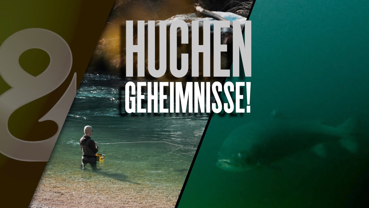 Die größten Huchen Europas? So fängt man sie!