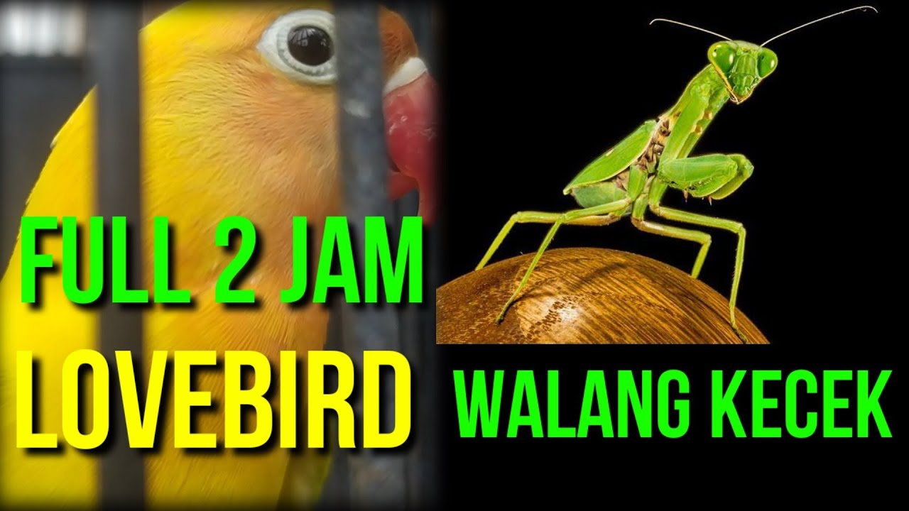 SANGAT AMPUH walang kecek buat masteran lovebird juara full 2 jam