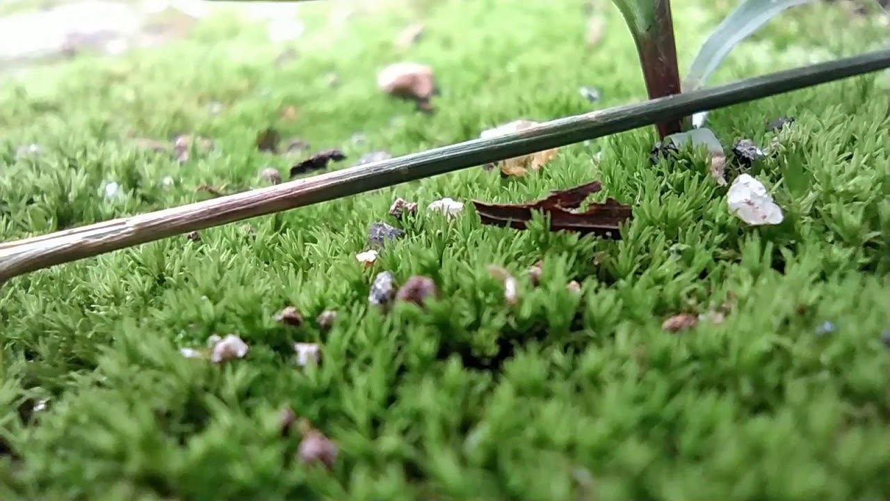 Ants & Macro Shot with Redmi note 8