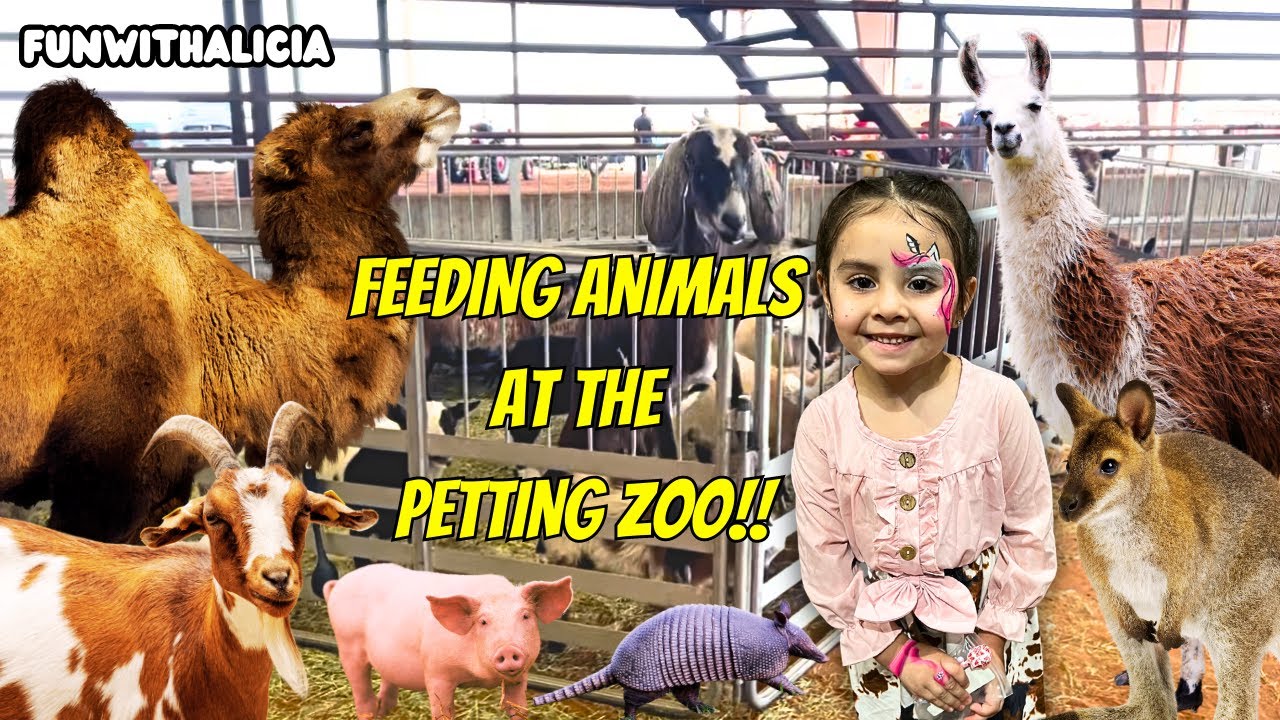 Feeding Animals at the Petting Zoo | Camels, Llamas, Alpacas, & more!!