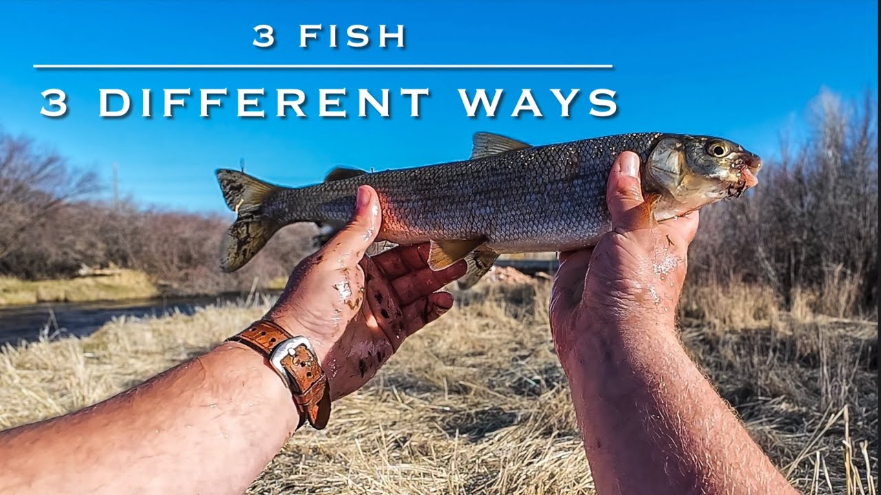 3 Fish Caught 3 Different Ways on the Weber River