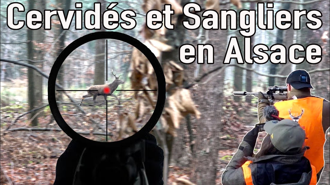 ACTIONS INTENSES: TIRS DE CERVIDÉS ET SANGLIERS EN BATTUE EN ALSACE 4K