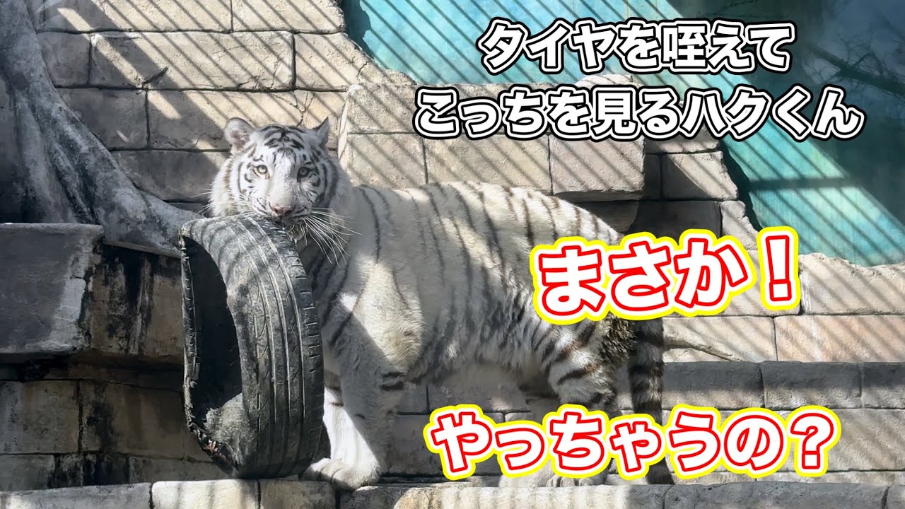 誇らしげにこっちを見つめるハクくん😁　2月5日 東武動物公園　ホワイトタイガー