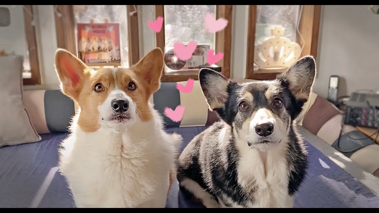 사랑에 빠진 스토커 ㅣ Stalker in love
