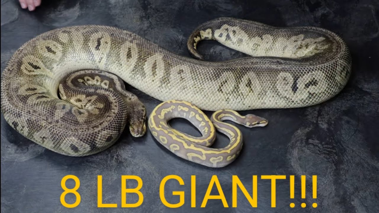 Ball Pythons Smallest to Biggest!