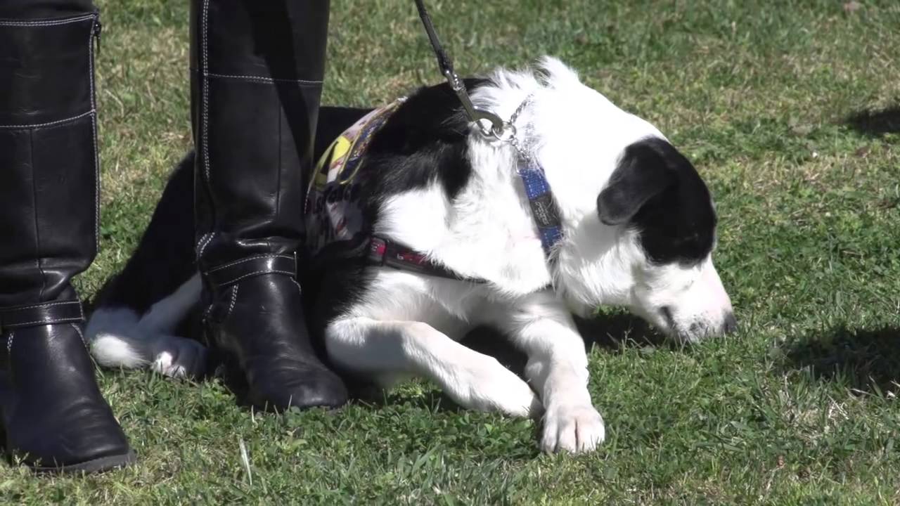 Justice NSW: Dogs for Diggers