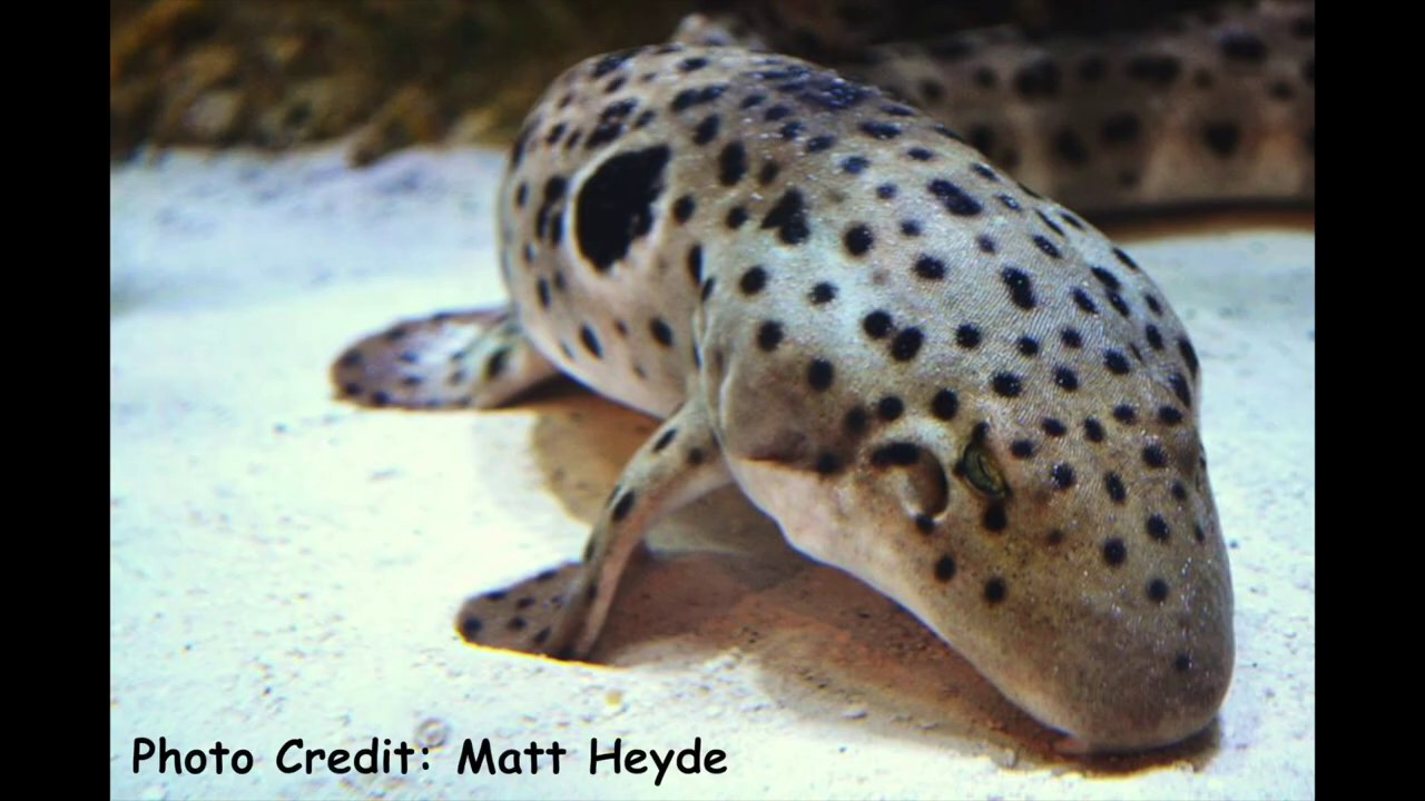 The Epaulette Shark aka The Walking Shark