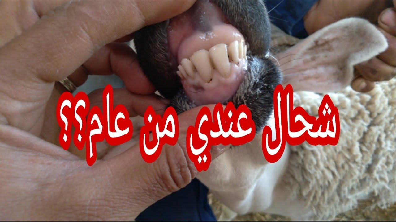 كيف تعرف عمر الكبش من أسنانه؟؟