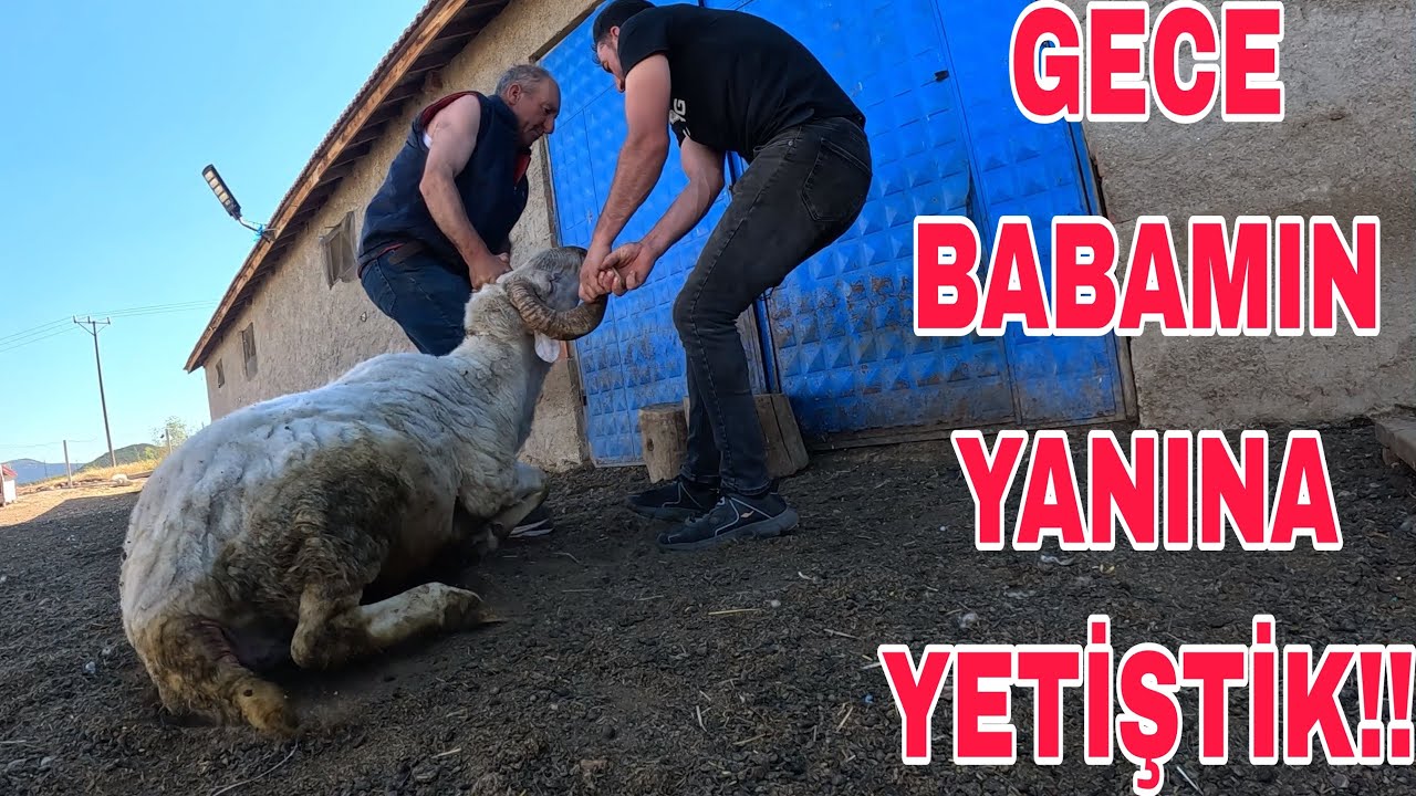 GECE BABAMIN YANINA YETİŞTİK !! HELİKOPTER ZAMANI~TRAKTÖR BAKIMI~PATATES BÖCEĞİ