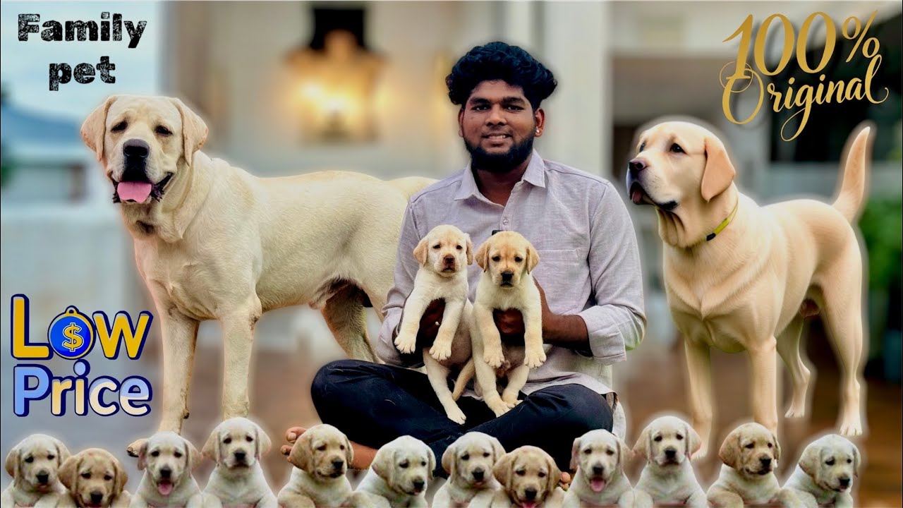 100% Original Labrador in Chennai For Low Price | Star Pets | A family Pet | #labrador