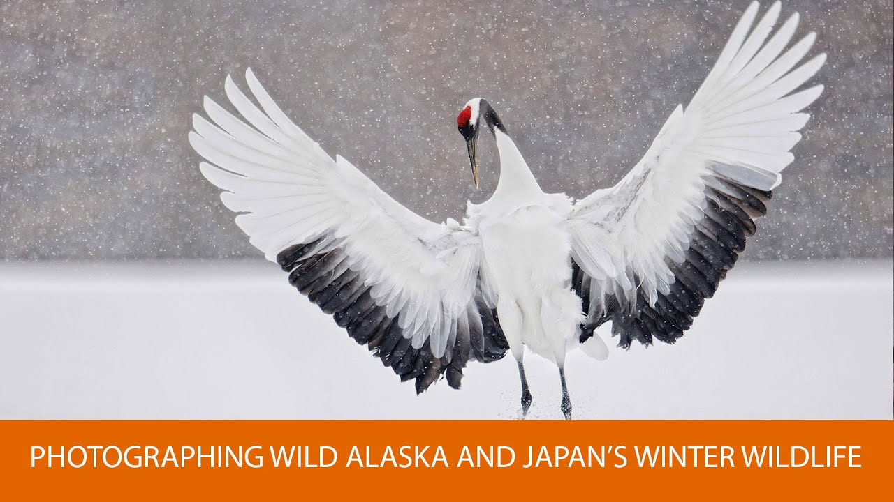 Photographing Wild Alaska and Japan&rsquo;s Winter Wildlife, with Robert O&rsquo;Toole
