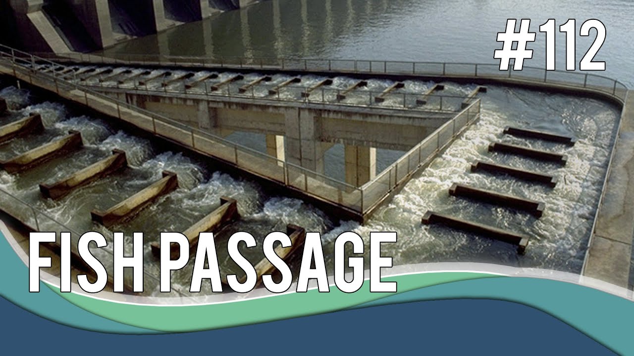 Something's fishy: considering fish passage in hydraulic designs