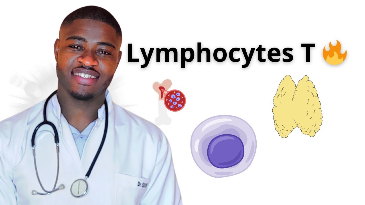 🛡️ Lymphocytes T : CD4+, CD8+, Thymus & CMH I/II