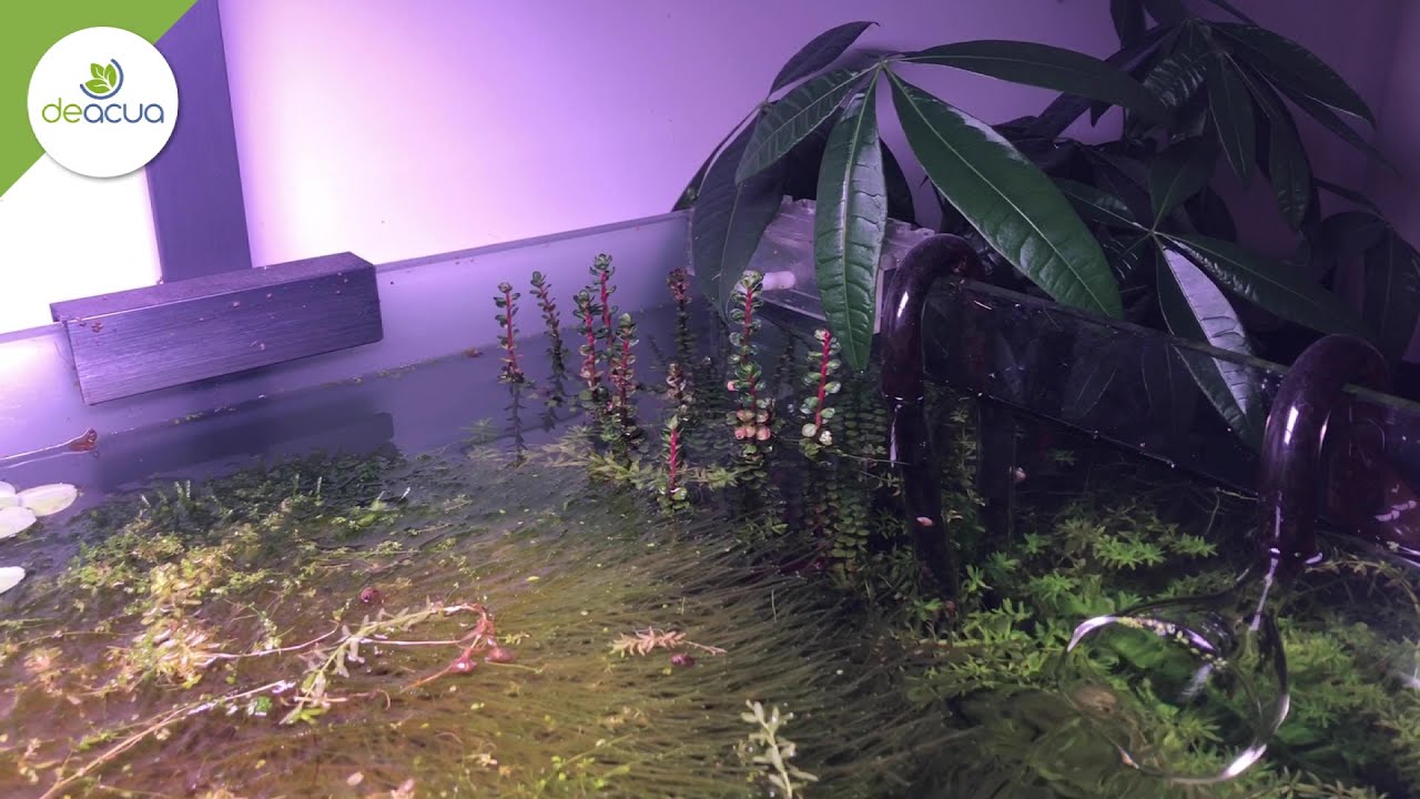 EVOLUCIÓN Y DESMONTE DE ACUARIO PLANTADO / DEACUA COLOMBIA