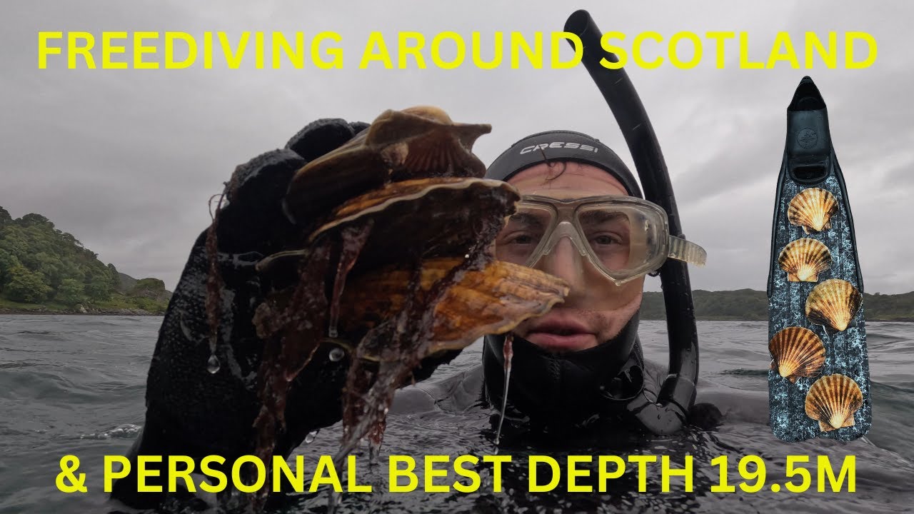 MASSIVE Scallops in Scotland - Spearfishing and Freediving