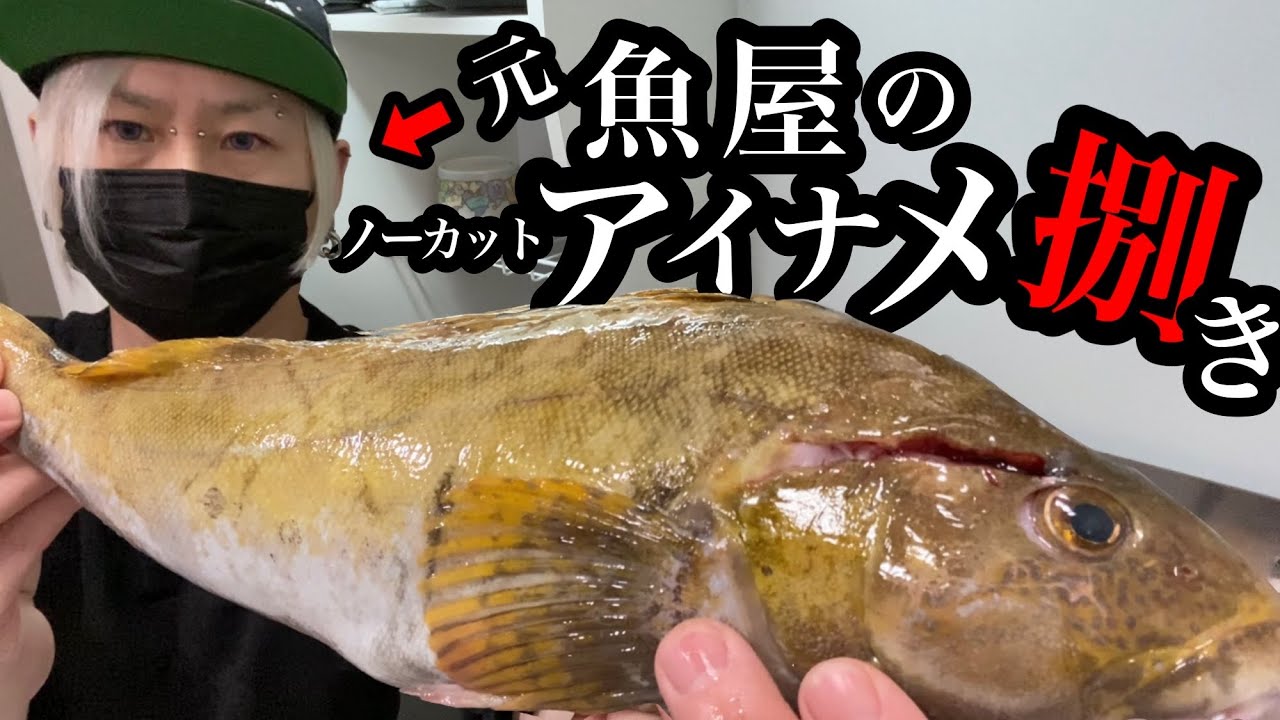 【ノーカット】アイナメの捌き方と刺身【釣り人必見】
