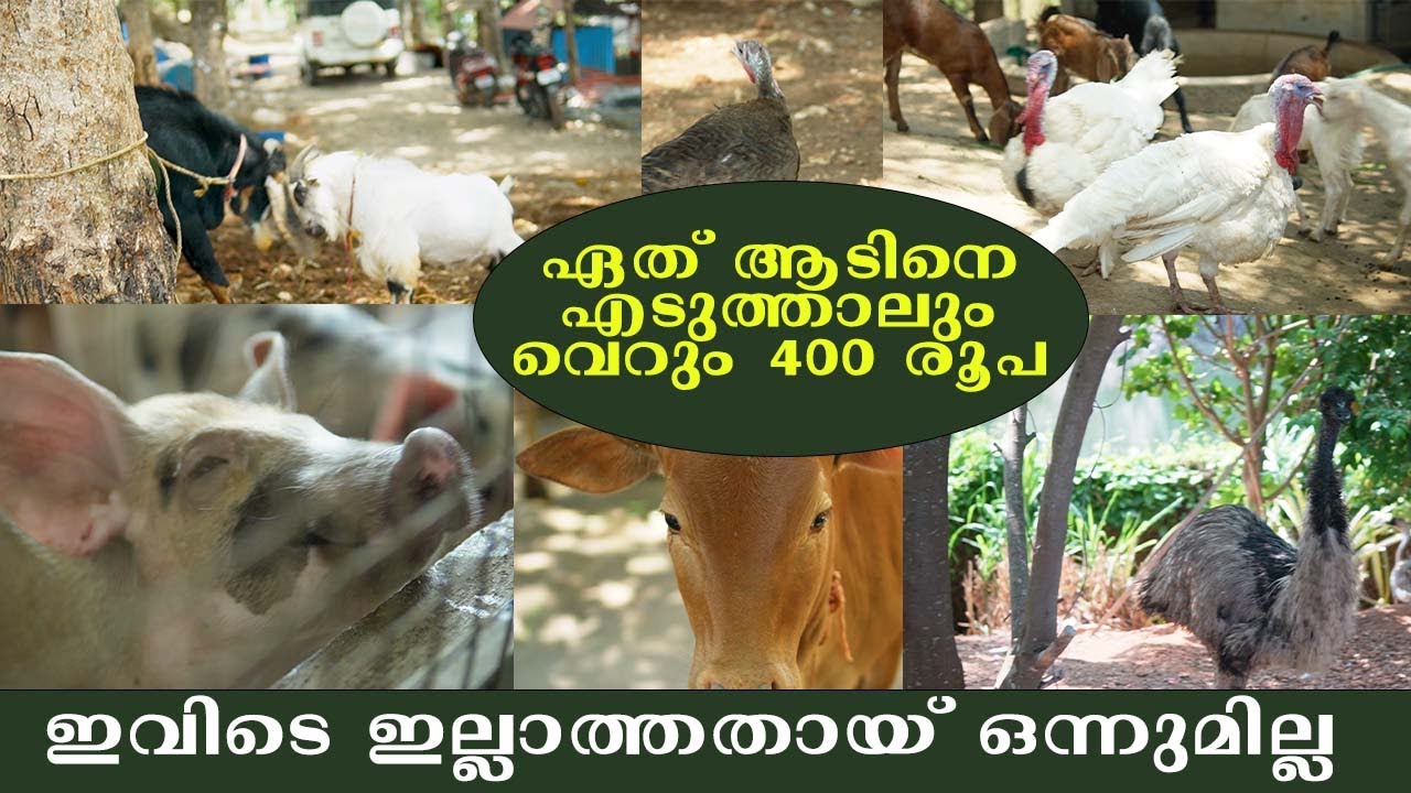 ഏത് ആടിനെ എടുത്താലും വെറും 400 രൂപ #agrownews
