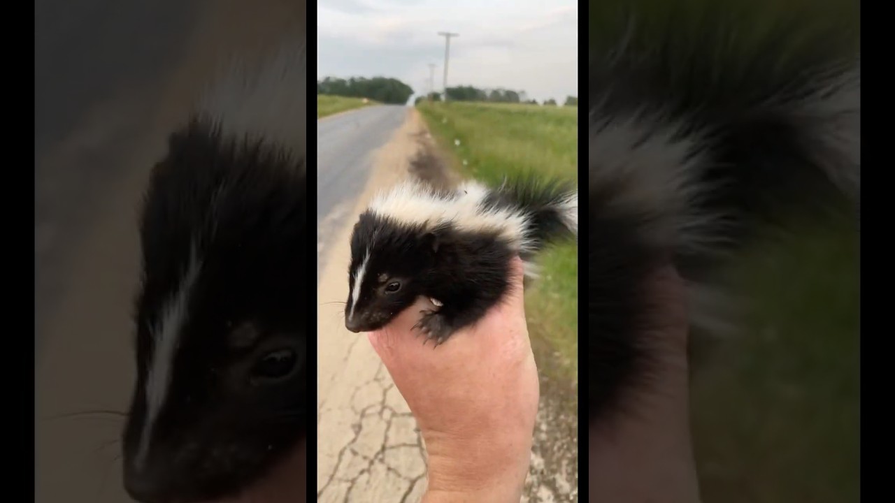 Saving a Baby Skunk From Road