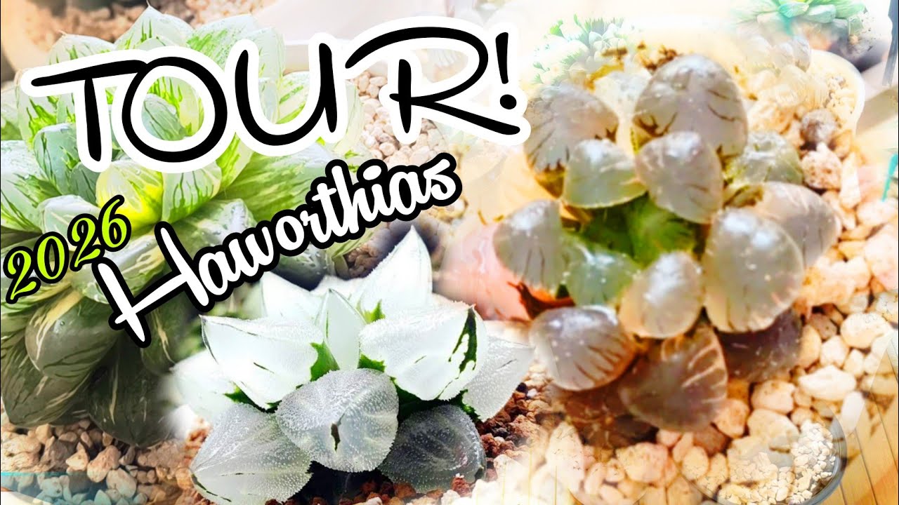 CUARTO TOUR! Suculentas en mi VENTANA✨ (final de la casa)