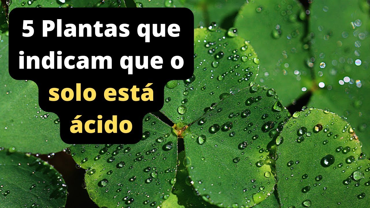 5 PLANTAS QUE INDICAM QUE O SOLO ESTÁ ÁCIDO