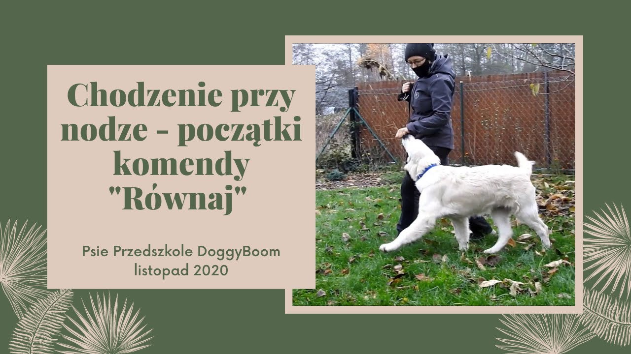 Chodzenie przy nodze - początki komendy 