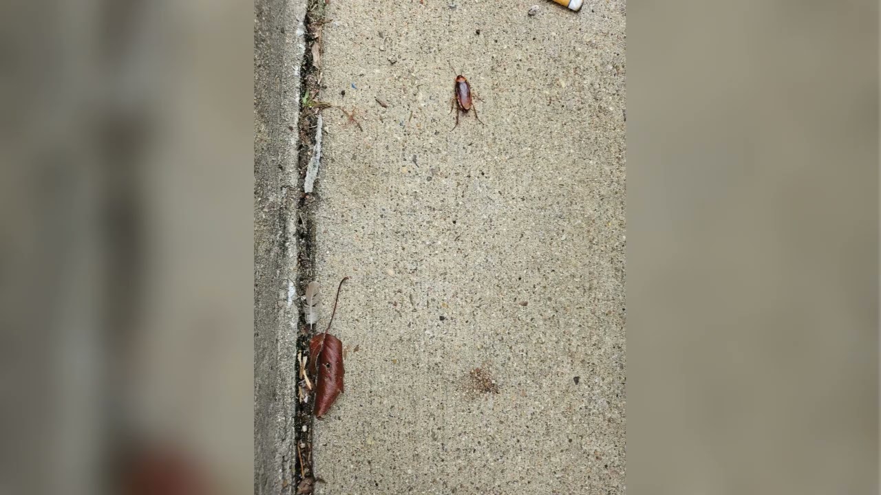 Pest Control in Cypress, Katy & Houston | Exterminator & Rodent Services | All N-1 Pest Control