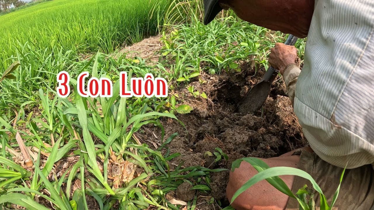 Vô 3 Con Liên Tục | Đam Mê Săn Bắt