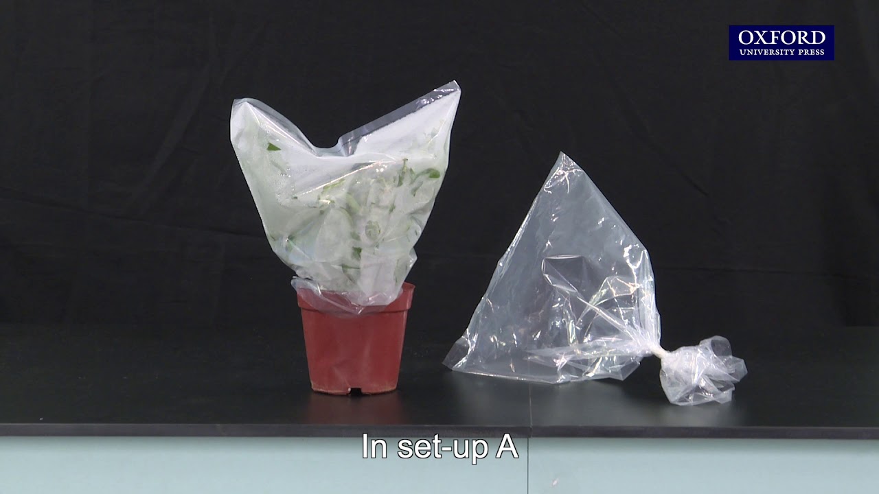 Practical 10.1 Demonstration of the occurrence of transpiration
