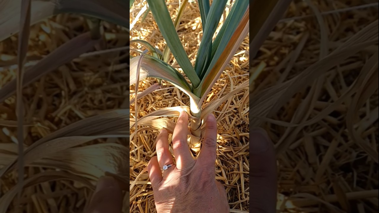 When to harvest softneck garlic