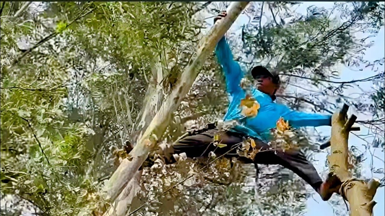 Cưa hai cây bạch đàn cao , ở phú hòa, long xuyên . Cưa cây kỷ thuật cao